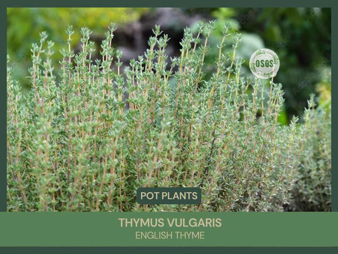 4'' Pot Thymus Vulgaris English Thyme Showy Fragrant Attracts