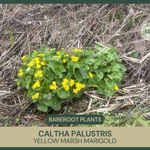May include: A close-up of a cluster of bright yellow marsh marigold flowers, also known as Caltha palustris, growing in a bed of dry brown reeds. The flowers are in full bloom and have a vibrant yellow color. The text "BAREROOT PLANTS" and "CALTHA PALUSTRIS YELLOW MARSH MARIGOLD" is visible at the bottom of the image.