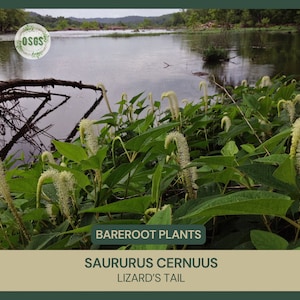 May include: A close-up of a group of Lizard's Tail plants (Saururus cernuus) growing along the edge of a river. The plants have long, white, feathery flowers.
