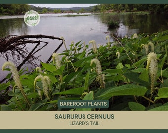 Saururus cernuus | Lizard’s Tail | Bareroot | Live Plant | Native Plants & Wildflowers | Medicinal and Ornamental