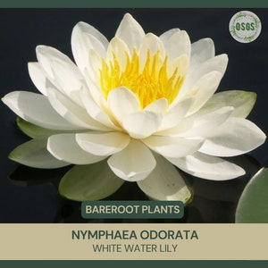 Nymphaea odorata | White Water Lily |  Bareroot | Live Plant | Native | Large Water Lily | Fragrant Water Lily | Pond Plant