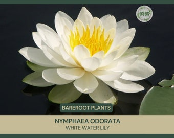 Nymphaea odorata | White Water Lily |  Bareroot | Live Plant | Native | Large Water Lily | Fragrant Water Lily | Pond Plant