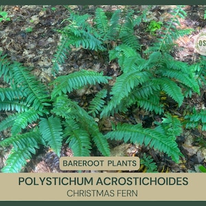 Polystichum acrostichoides | Christmas Fern | Bareroot | Live Plant | Freshly Collected | Native Plant | Wood Fern Family | Native Fern
