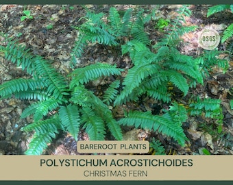 Polystichum acrostichoides | Christmas Fern | Bareroot | Live Plant | Freshly Collected | Native Plant | Wood Fern Family | Native Fern