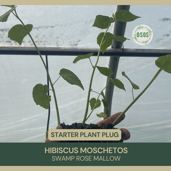 Hibiscus moschetos | Swamp Rose Mallow | Starter Plant Plug | Hardy Hibiscus | Live Plant | Native Wildflower | Woody-Based Perennial