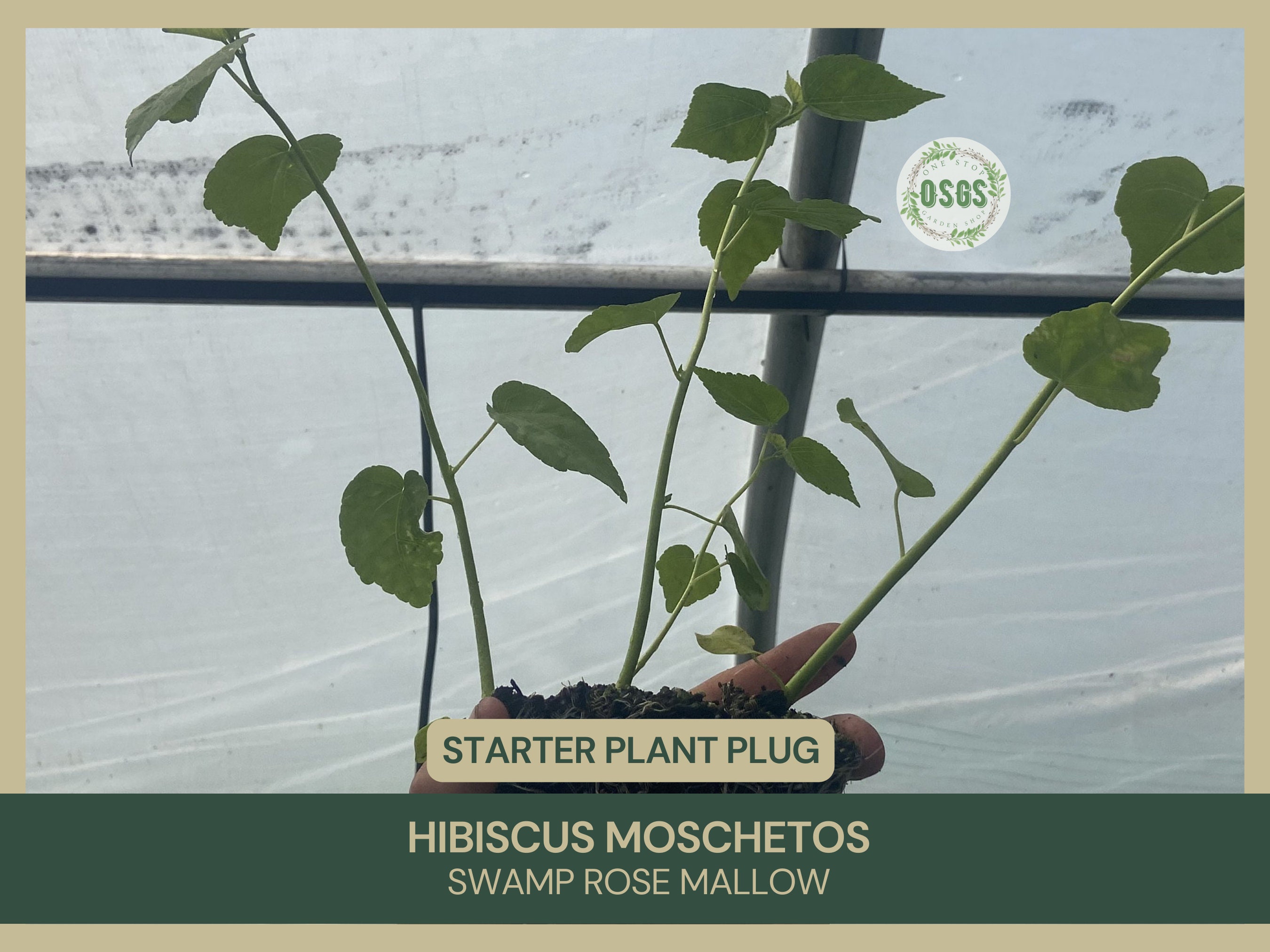 Hibiscus moschetos | Swamp Rose Mallow | Starter Plant Plug | Hardy Hibiscus | Live Plant | Native Wildflower | Woody-Based Perennial