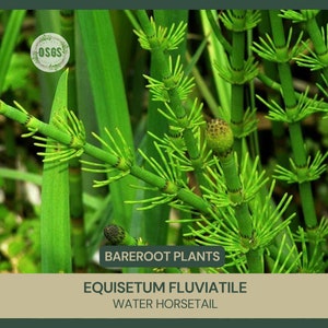 Equisetum fluviatile Water Horsetail Bareroot Live Plant Plant for Water Gardens and Ponds Freshly Collected image 1