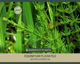 Equisetum fluviatile | Water Horsetail | Bareroot | Live Plant | Plant for Water Gardens and Ponds | Freshly Collected