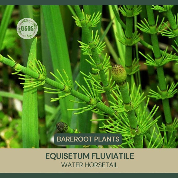 Equisetum fluviatile | Water Horsetail | Bareroot | Live Plant | Plant for Water Gardens and Ponds | Freshly Collected