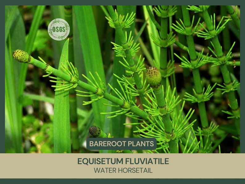 Equisetum fluviatile Water Horsetail Bareroot Live Plant Plant for Water Gardens and Ponds Freshly Collected image 1