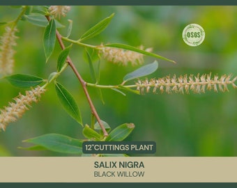 12" | Salix nigra | Black Willow Cuttings | Cut FRESH Each Order | 12" Long | Grafting | Propagation | Native Shrub | Live Stakes | Cuttings