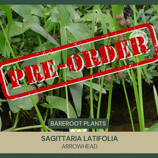 Sagittaria latifolia | Arrowhead | Bareroot | Live Plant | Plant for Water Gardens and Ponds | Native Wetland Plant | Tuber | Presale