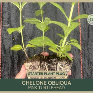 May include: A close-up of a starter plant plug of Chelone Obliqua, also known as Pink Turtlehead. The plant has vibrant green leaves and stems. The text "Starter Plant Plug" is visible, along with the plant's name. The background is a dark, textured surface.