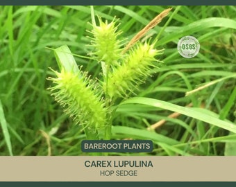 Carex lupulina | Hop Sedge | Bareroot | Wetland Restoration | Live Plant | Sedge Family | Freshly Collected