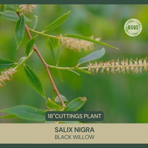 May include: A close-up of a 18" willow cutting plant with green leaves and small, white flowers. The plant is labeled "Salix Nigra Black Willow".