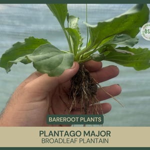 Plantago major | Broadleaf Plantain | Bareroot | Edible Plant | Medicinal Benefits | Wild Growing and Naturally Collected | Fresh Collected