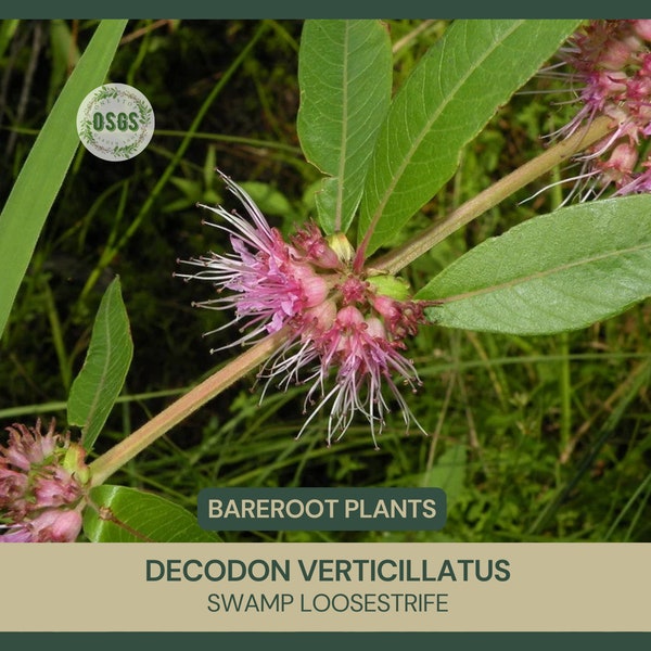 Decodon verticillatus | Swamp Loosestrife | Bareroot | Water Willow | Wetland Restoration | Live Plant | Freshly Collected