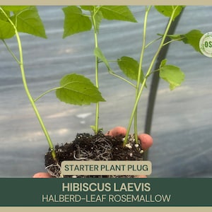 May include: A close-up of a Hibiscus Laevis Halberd-Leaf Rosemallow starter plant plug. The plant has bright green leaves and stems. The text "Starter Plant Plug" is visible, along with the plant's name. The plant is held in a person's hand.