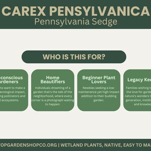 May include: A graphic with the text "CAREX PENNSYLVANICA Pennsylvania Sedge." Below, it lists "Who is this for?" with four categories: Eco-conscious Gardeners, Home Beautifiers, Beginner Plant Lovers, and Legacy Keepers. The website address is also included.