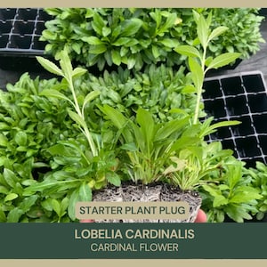 May include: Close-up of a tray of green Lobelia cardinalis starter plants. The plants are in individual plant plugs and have a label that reads "Lobelia cardinalis Cardinal Flower".