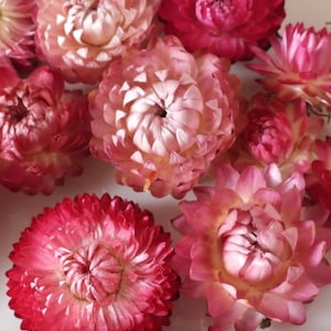 Australian Dried Strawflowers Heads only - Pink