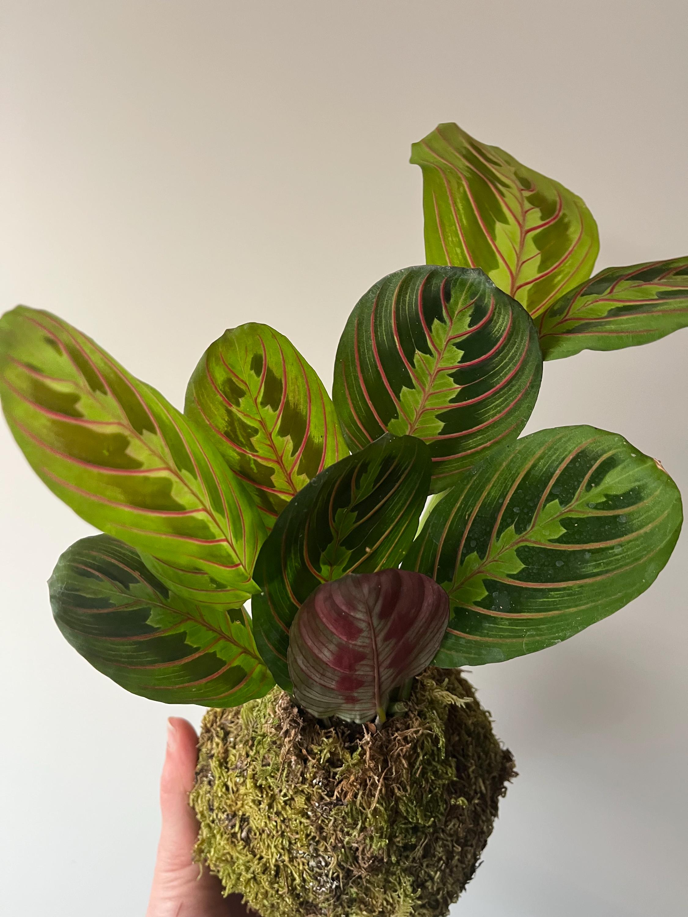 ficus elastica variegata vs tineke Variegated Ficus Tineke: Live Indoor Plant for Plant Lovers - Ficus  Elastica - (6 Pot)  Easy Plant Care  Ficus Tree