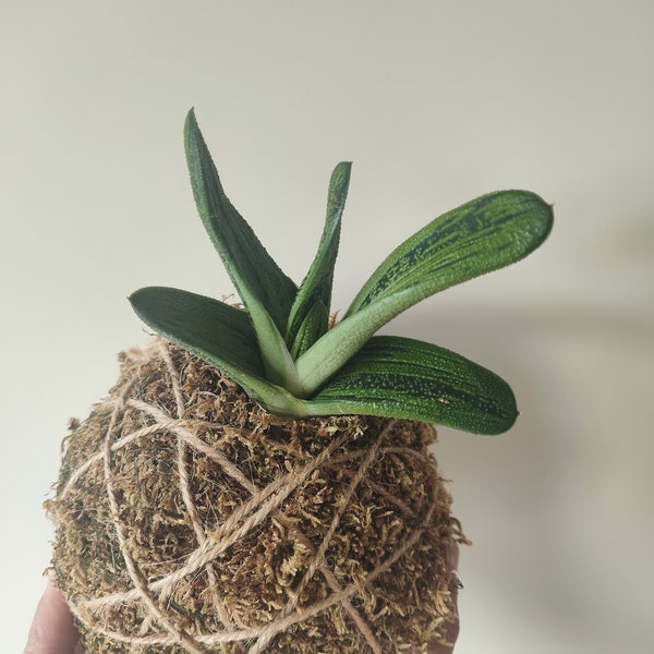 Kokedama Gasteria Earth-Friendly Plant  - Unique Houseplant Gift for Plant Collectors, Rare Addition to Your Indoor Greenery