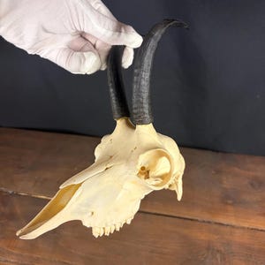 Naturlig sämsskalle – Autentisk jakttrofé – Dekoration i bergsstuga – Jägargåva – Väggtaxidermi