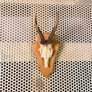 Puede incluir: Un cráneo de ciervo montado con cuernos. El cráneo es de color crema y está unido a una placa de madera. Los cuernos son marrones y se extienden hacia arriba. La placa está montada sobre un fondo de metal perforado.