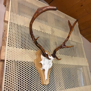 May include: A deer antler trophy mount. The antlers are dark brown, and the skull is white. The mount is fixed to a wooden plaque with a light brown finish. The background is a perforated metal sheet.