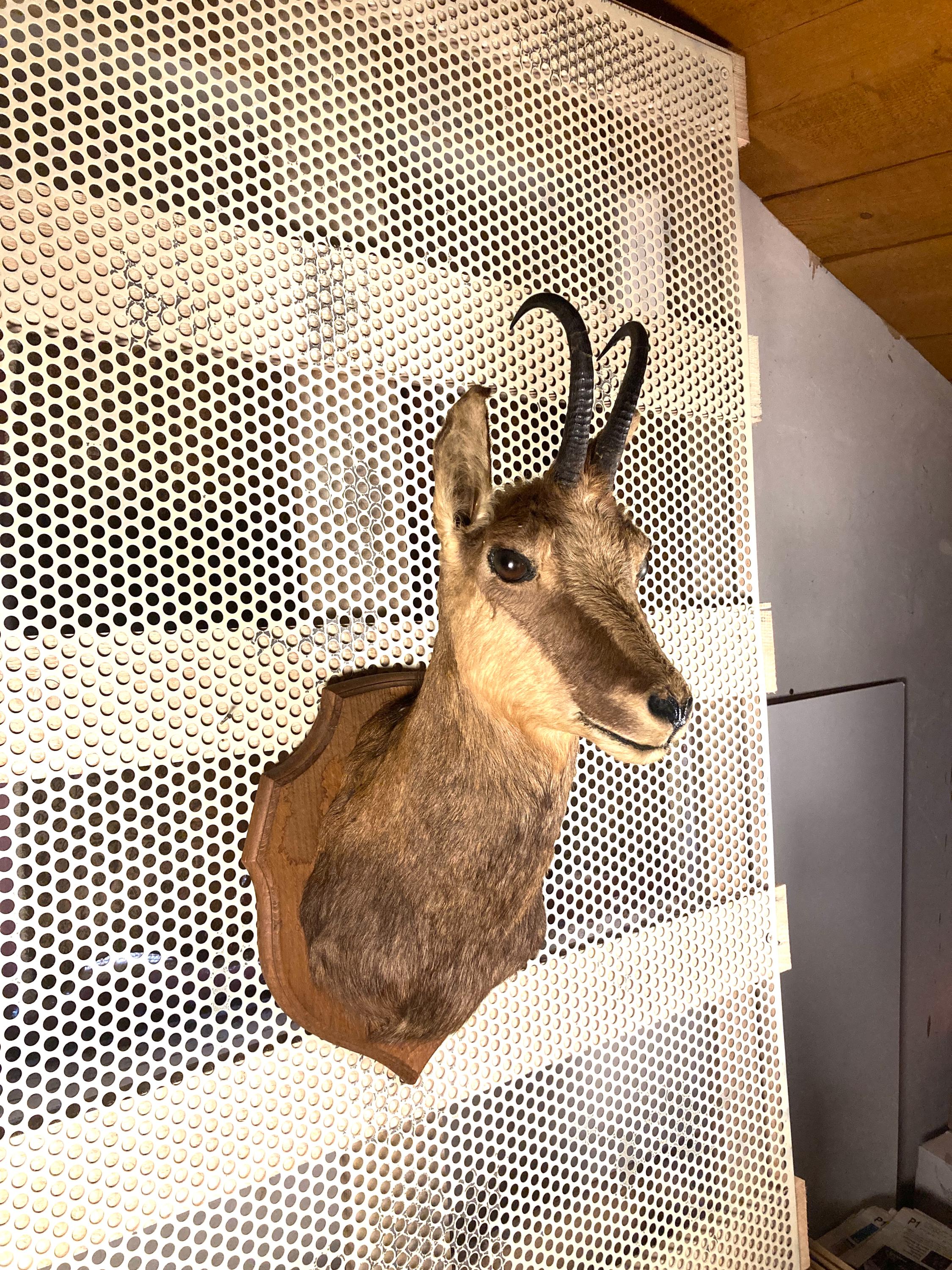 フランス アンティーク ハンティングトロフィー シャモア 剥製