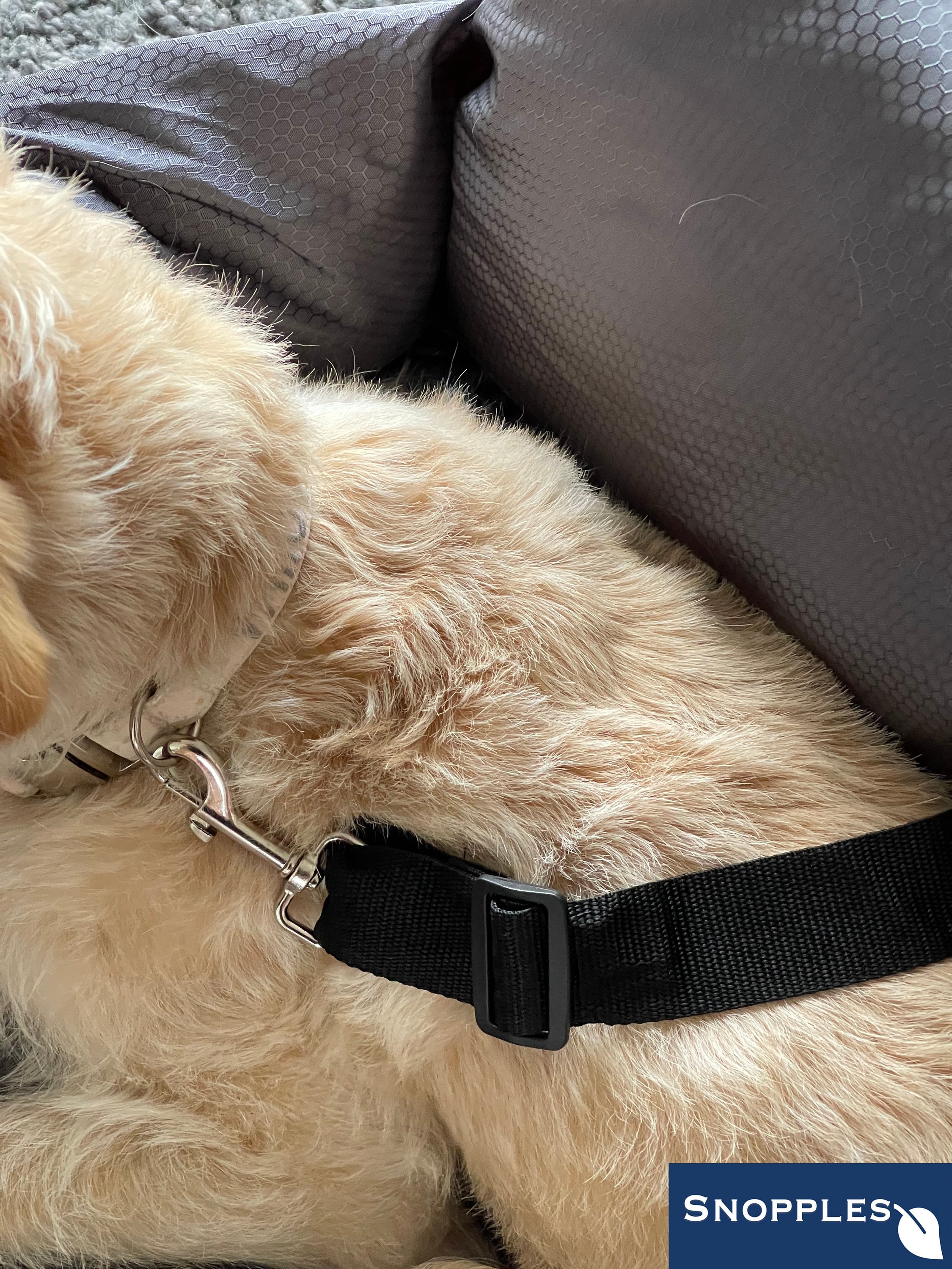Easy rider dog harness hot sale