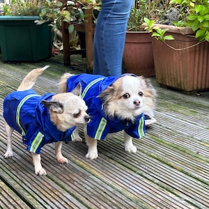 May include: Two small dogs wearing blue raincoats with reflective strips. The dogs are standing on a wooden deck.
