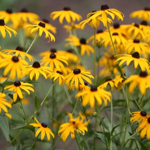 Instant Download Black-eyed Susan flowers (Rudbeckia Hirta) in a beautiful garden Nature Photograph - For Digital Download