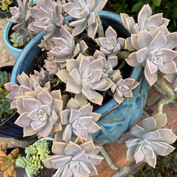 Graptopetalum Paraguayense - Ghost Plant - Succulent