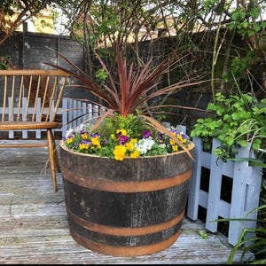 May include: A large, round wooden barrel planter featuring dark, weathered staves and two rusted metal bands. The planter is filled with a vibrant arrangement of yellow and purple pansies, green foliage, and a central spiky, reddish-brown cordyline plant.