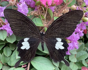 Nature Butterfly (Papilio Sataspes Sataspes),Butterfly Frame,Butterfly Specimens,Spread Butterfly,Butterfly Taxidermy,Taxidermy Butterfly