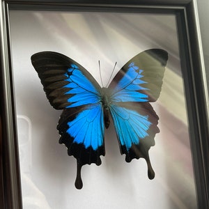 Large Blue Morpho Butterfly in Frame, Spread Butterfly Heaven Papilio Ulysses Butterflies,Ethically Sourced Butterflies,Butterfly Taxidermy image 4