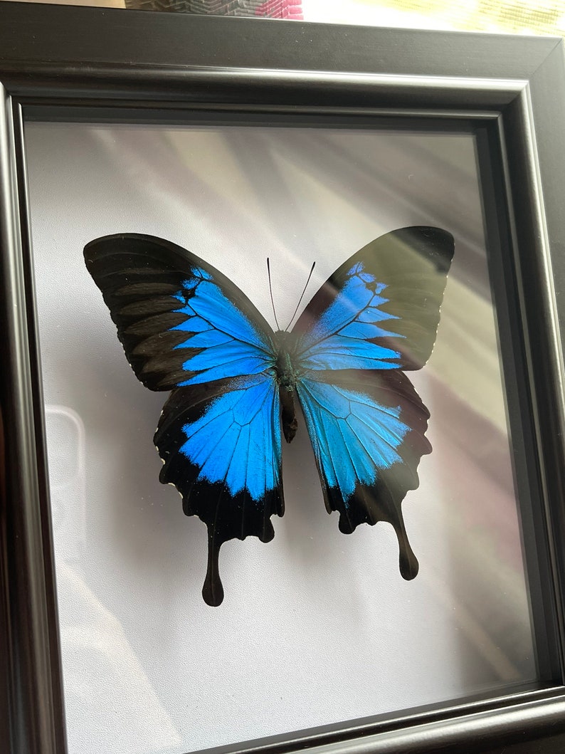 Large Blue Morpho Butterfly in Frame, Spread Butterfly Heaven Papilio Ulysses Butterflies,Ethically Sourced Butterflies,Butterfly Taxidermy image 4