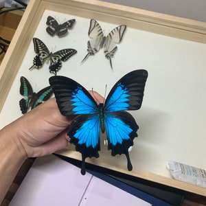 Large Blue Morpho Butterfly in Frame, Spread Butterfly Heaven Papilio Ulysses Butterflies,Ethically Sourced Butterflies,Butterfly Taxidermy image 3