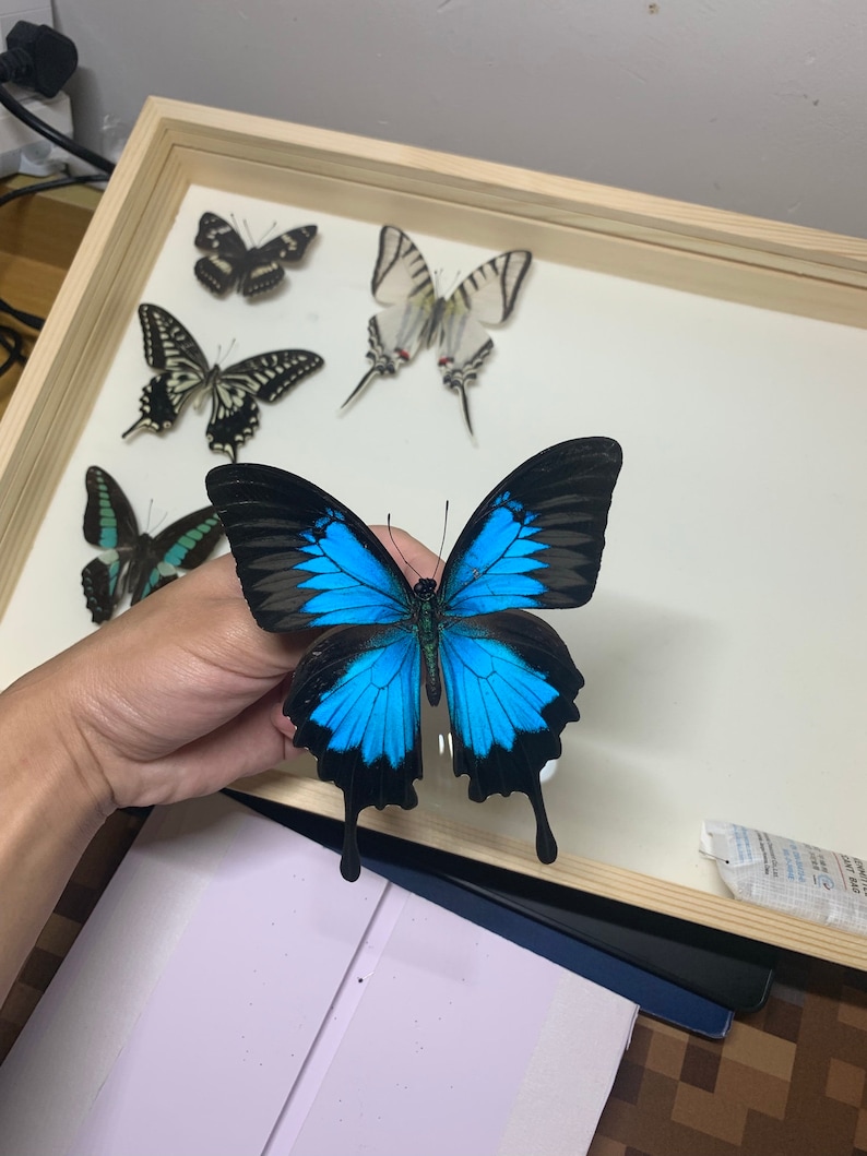 Large Blue Morpho Butterfly in Frame, Spread Butterfly Heaven Papilio Ulysses Butterflies,Ethically Sourced Butterflies,Butterfly Taxidermy image 3