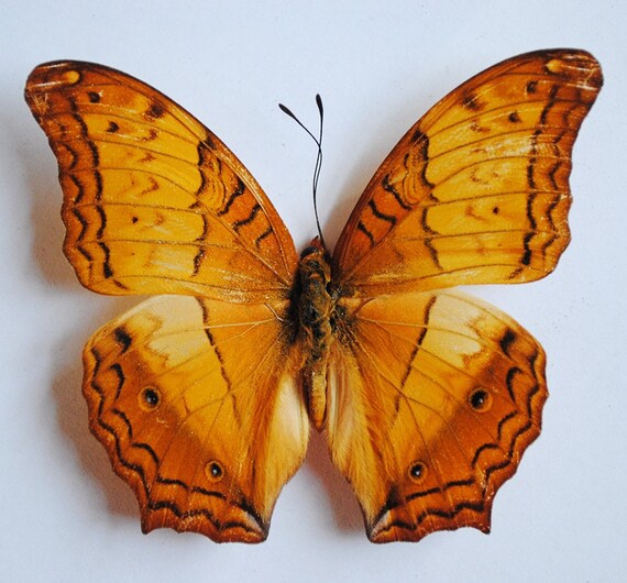 Ethically Sourced Butterflies Butterfly Specimen Butterfly Etsy
