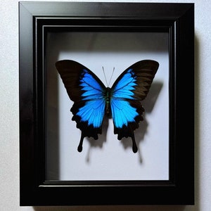 Large Blue Morpho Butterfly in Frame, Spread Butterfly Heaven Papilio Ulysses Butterflies,Ethically Sourced Butterflies,Butterfly Taxidermy image 7