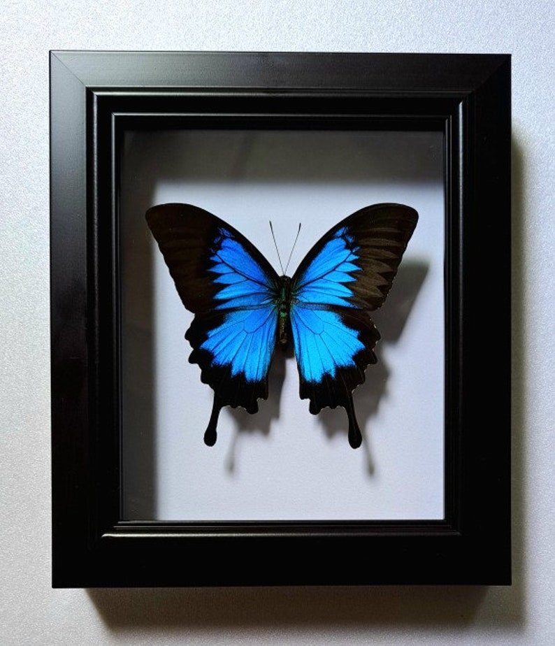 Large Blue Morpho Butterfly in Frame, Spread Butterfly Heaven Papilio Ulysses Butterflies,Ethically Sourced Butterflies,Butterfly Taxidermy image 7