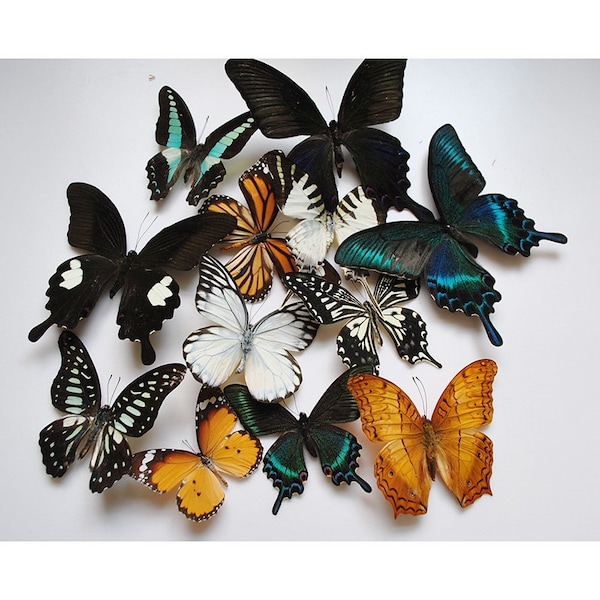 Nature Butterfly,Real Butterfly Specimen Kindergarten Les aides pédagogiques ont déployé leurs ailes Butterfly Frame,Butterfly,Butterfly Specimens