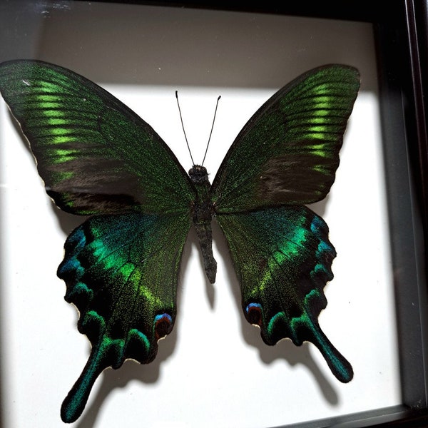 Atemberaubender Grüner Sommer Form Schmetterling, Schmetterling Taxidermie, Schmetterling im Rahmen