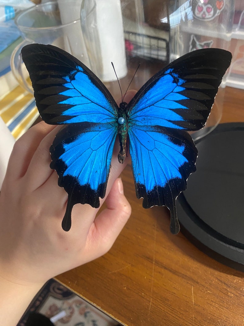 Large Blue Morpho Butterfly in Frame, Spread Butterfly Heaven Papilio Ulysses Butterflies,Ethically Sourced Butterflies,Butterfly Taxidermy image 1