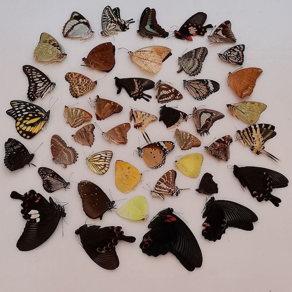 Mélange aléatoire d’œuvres d’art de taxidermie de vrais papillons, cadre de papillon, artisanat de papillon, papillon, spécimens de papillons, vrai insecte
