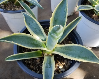 Agave Americana Variegata