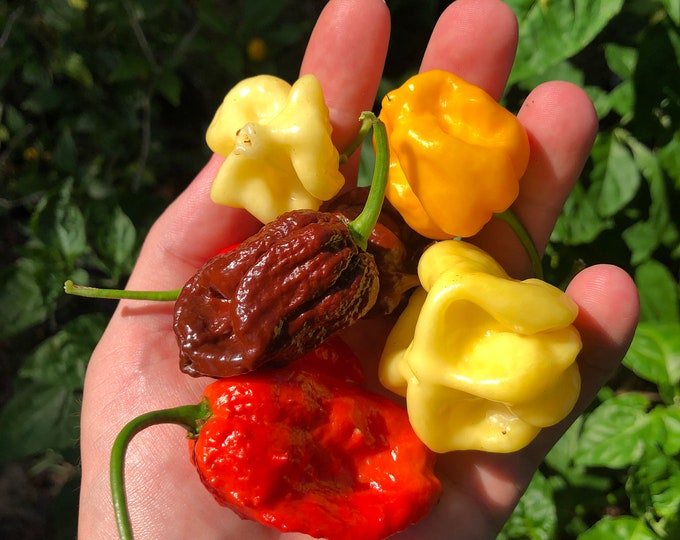 Super Hot Pepper Mix Etsy